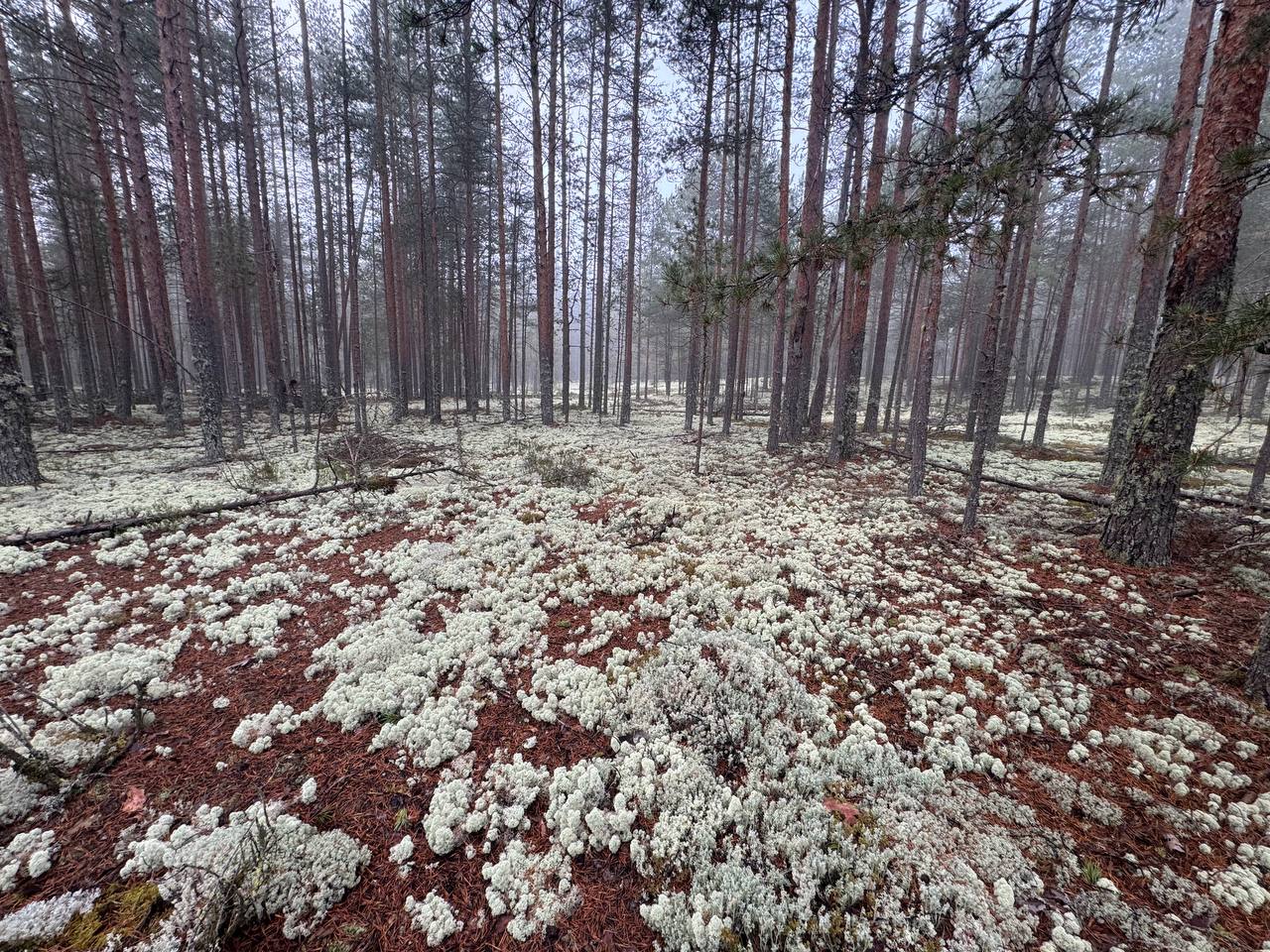 Ягель в природе